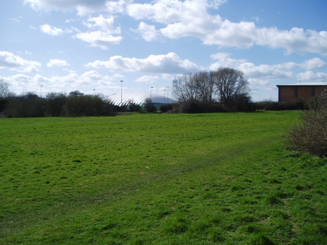 Horse common spring