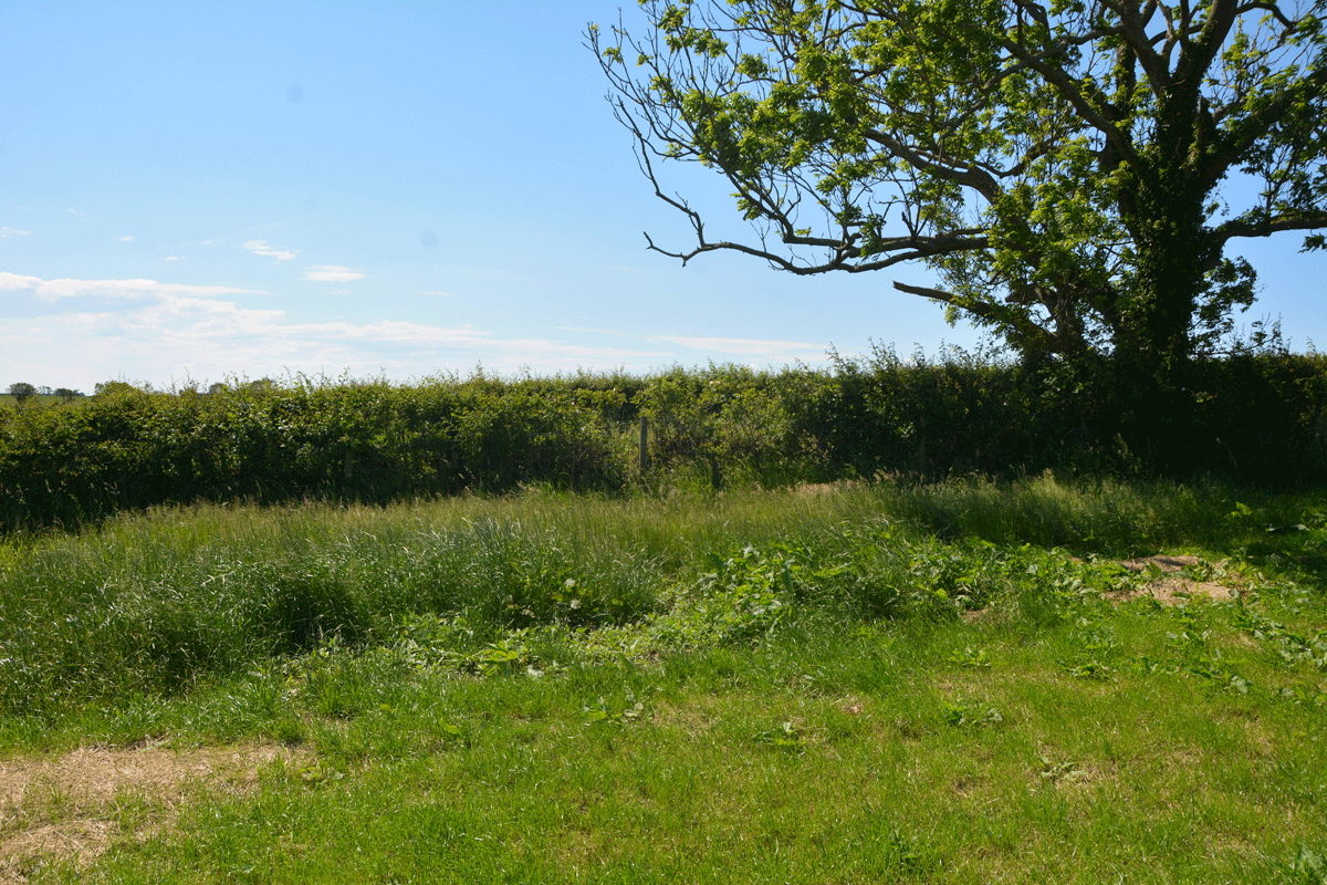 Looking at the un-mown section of grass where the site of the well is shown.  No water was showing in the field, but there was a pipe under the roots of the tree leading into the drainage ditch at the far side of the tree in the photograph.