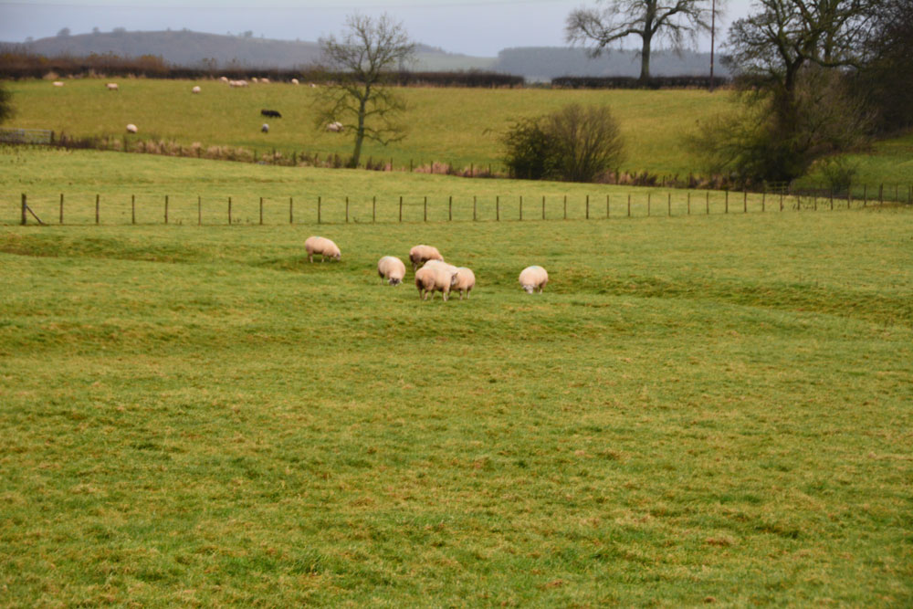 Click for the gallery page to add comments and vote (PID:174307) Newton Reigny Enclosure