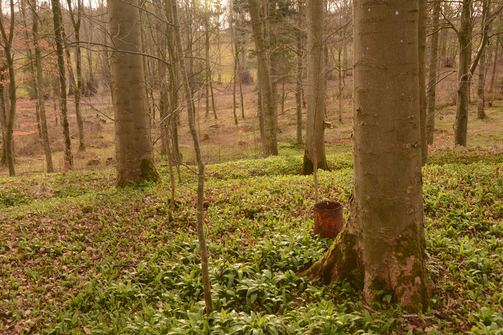 Click for the gallery page to add comments and vote (PID:179911) Castlesteads (Yanwath Wood)