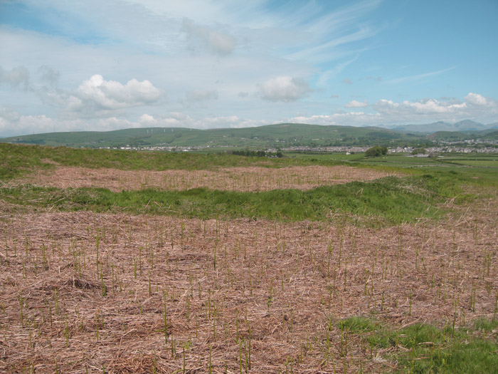 Click for the gallery page to add comments and vote (PID:120041) Birkrigg Common Settlement
