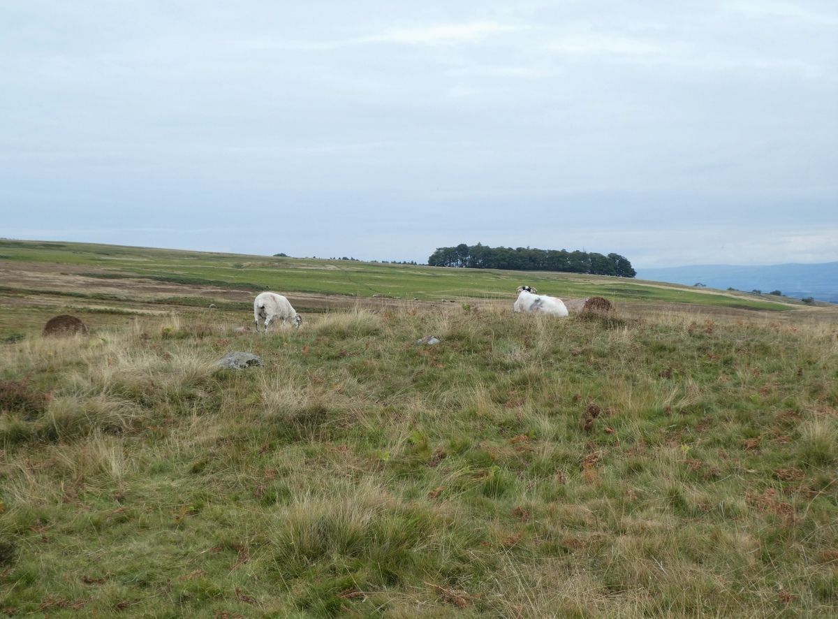 Click for the gallery page to add comments and vote (PID:251772) Moor Divock Round Cairn D