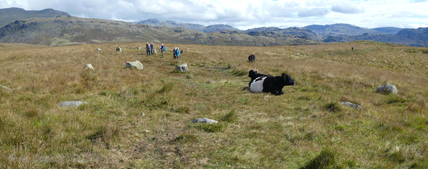 White Moss SW