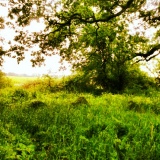 Tarn plantation - PID:117529