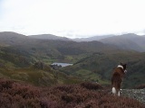 Reecastle Crag - PID:3343