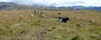 White Moss SW