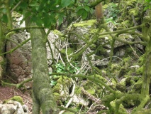 Little Urswick Crags settlement well perhaps