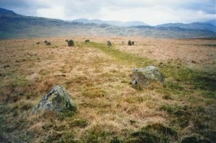 White Moss SW