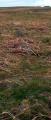 Askham Fell Stone Row - PID:14569