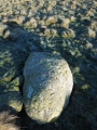 Aughertree Fell stone circle - PID:192752