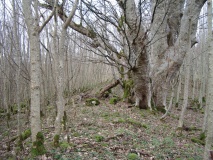 Knipe Scar Iron Age Hillfort