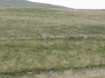 White Moss SW