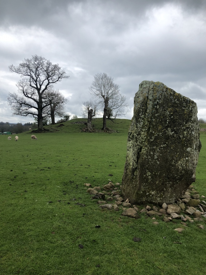 The henge banks at Mayburgh were built up mainly using cobbles like those surrounding the one remaining megalith at the site. It's a really large structure and may have been a meeting point for many hundreds of people at a time. These days mainly sheep throng the henge. Image from spring 2023.