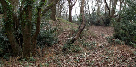 Ferndown Town Common
