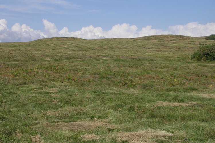 Corfe Common