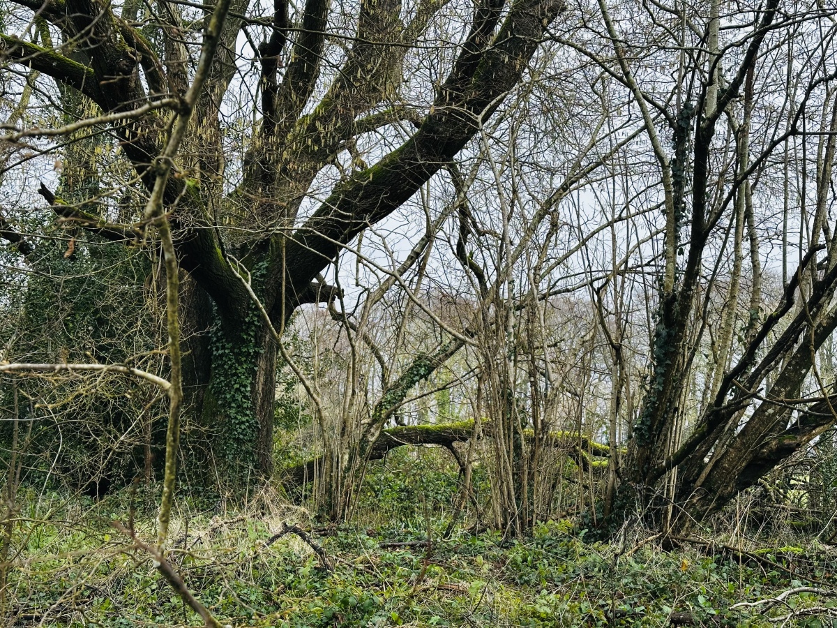 Combs Ditch (Chariston)