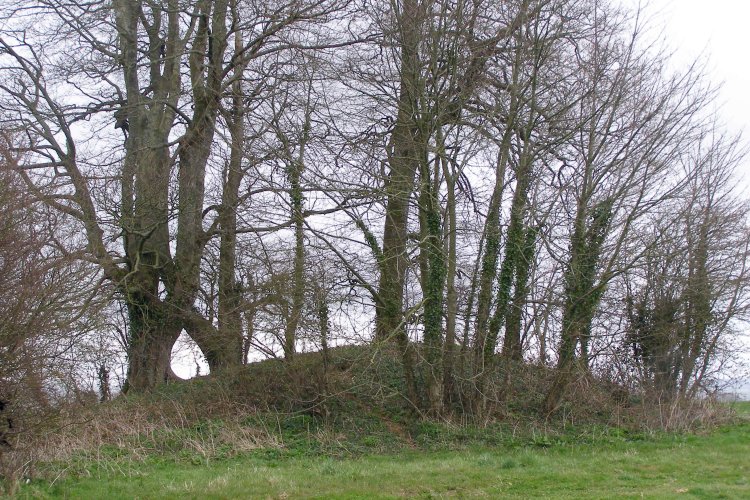 April 2006. One of the cemetery's round barrows, at grid reference SY64819251. This one has many beech trees growing on it.