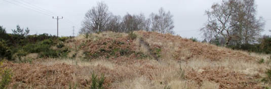 Ferndown Town Common