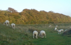 Badbury Rings