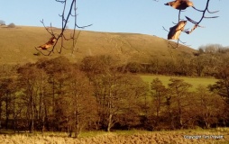 Cerne Abbas Giant