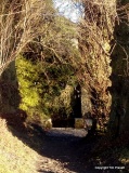 St Augustine's Well (Cerne Abbas)