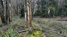 Combs Ditch (Great Coll Wood)