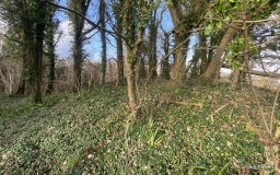 Culliford Tree