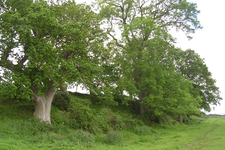 Woodbury Hill (Dorset)