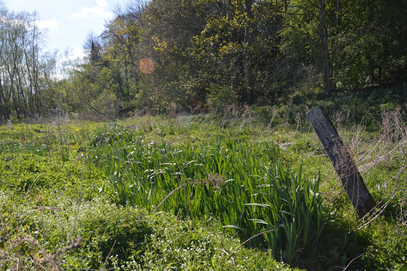 Click for the gallery page to add comments and vote (PID:165399) Lively Well (Witton-le-Wear)