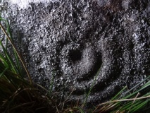 Barningham Moor 52