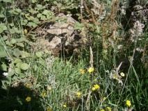 Sheddons Hill and Spring