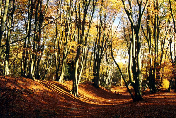 Iron Age plateau fort in Epping Forest at TL 438004.  Easily accessible from the Epping Road opposite the lane to Upshire.  Situated on a ridge overlooking the Lea Valley, it has its own stream which rises inside the fort of 4.5 hectares.  Impressive banks and ditch remain.  Loughton Camp is similar and also in Epping Forest.