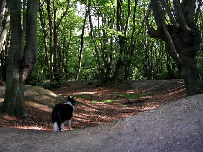 Inside the ramparts which enclose 11 acres. Loughton Camp is very close to the legendary 