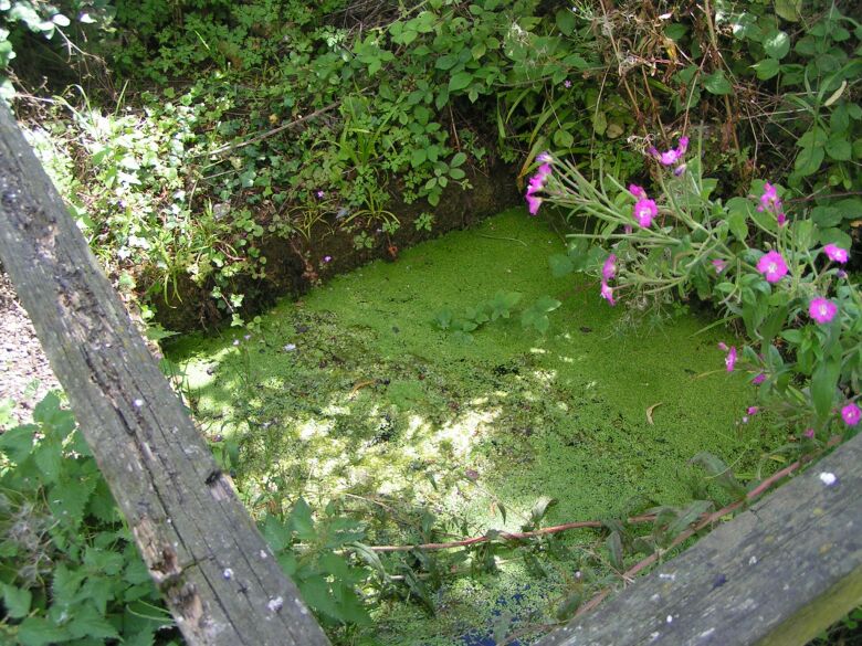Click for the gallery page to add comments and vote (PID:16136) St. Botolph's Well (Hadstock)