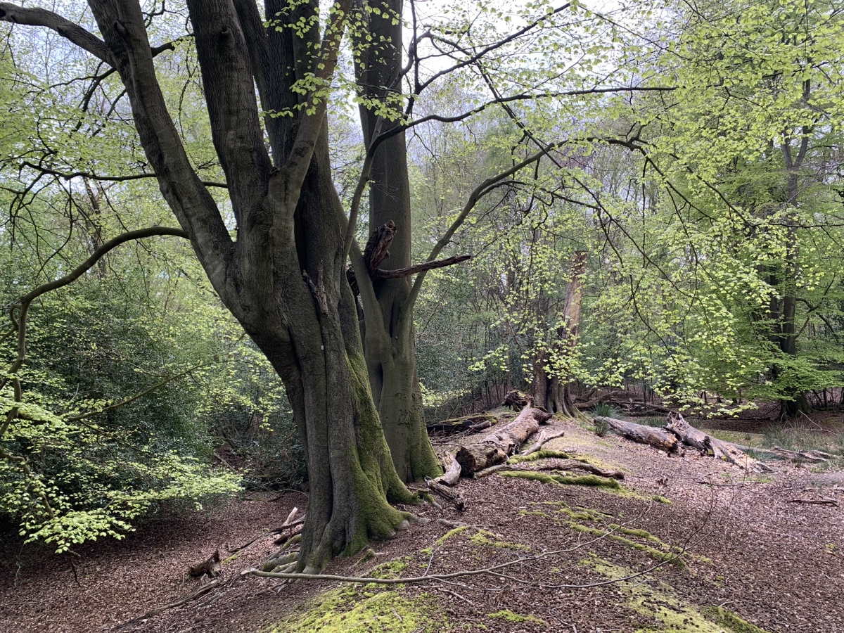 Click for full size image of Ambresbury Banks (PID:272897) Ambresbury Banks
