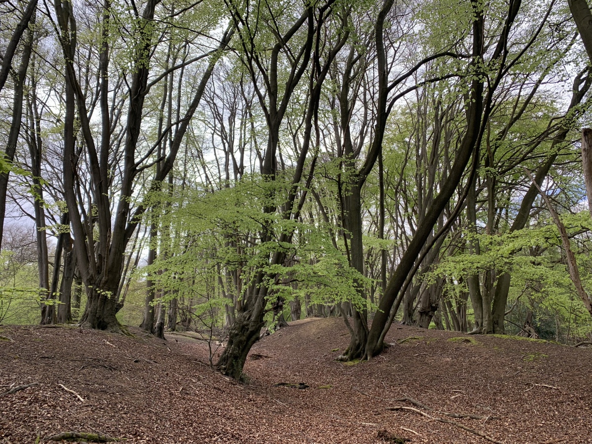 Click for full size image of Ambresbury Banks (PID:272898) Ambresbury Banks