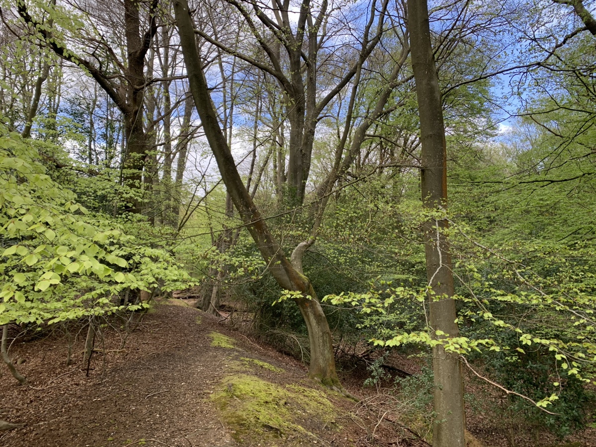 Click for full size image of Ambresbury Banks (PID:272896) Ambresbury Banks