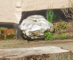 High Laver Puddingstone - PID:55280