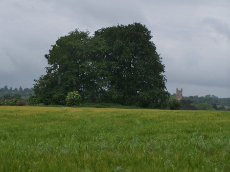 Tar barrow in the middle of a wheat field by Burford Rd, Cirencester.