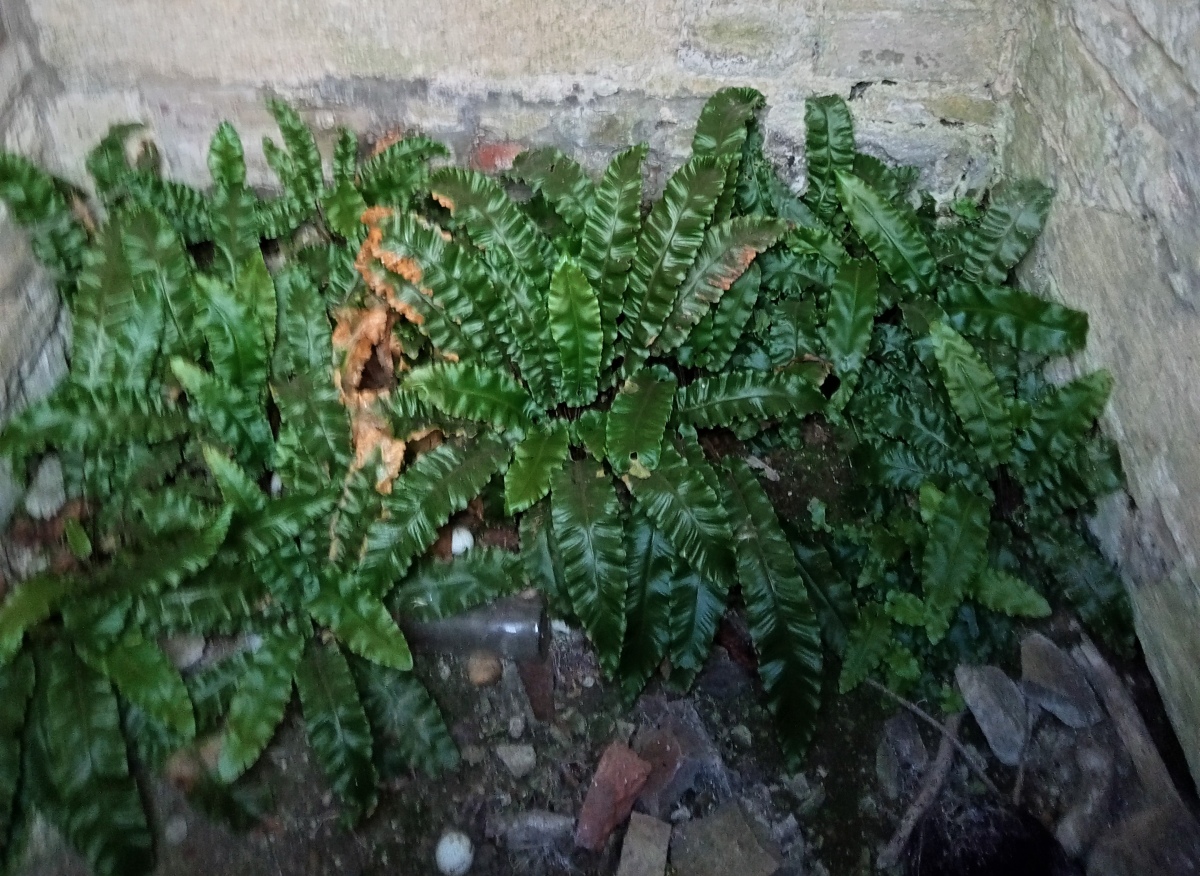 Lady's Well (Gloucestershire)