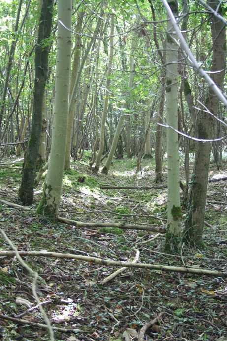 Hazlewood Copse Camp