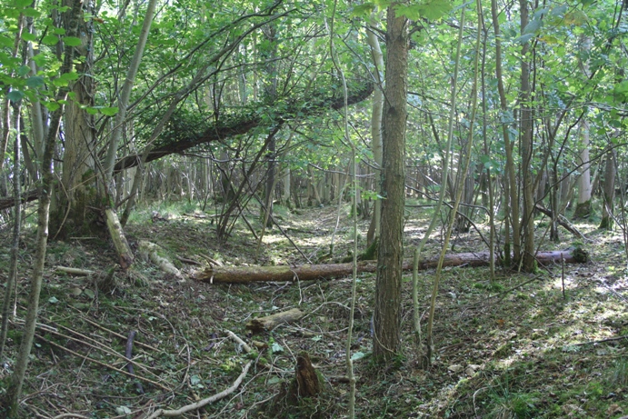 Hazlewood Copse Camp