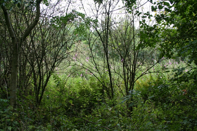 Beverston Barrow 1