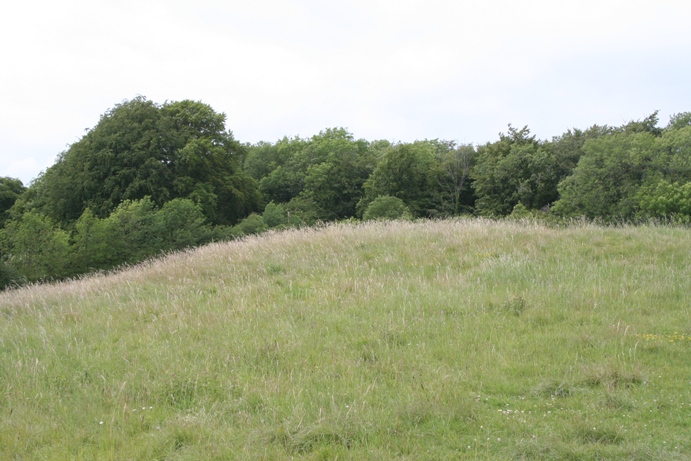 Buckholt Wood