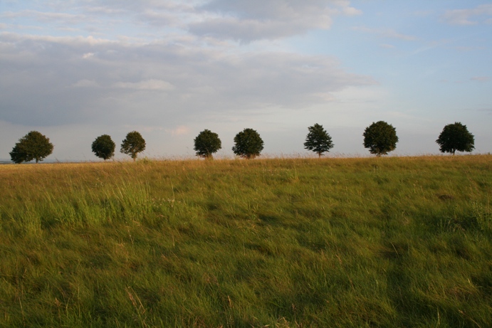 Royal Oak