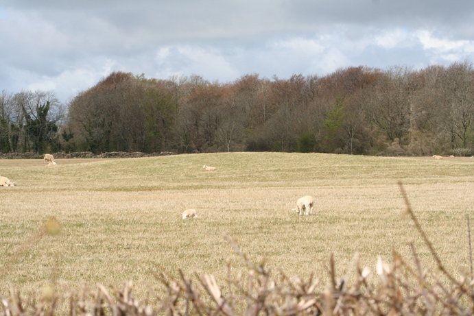 Bucks Head Round Barrow