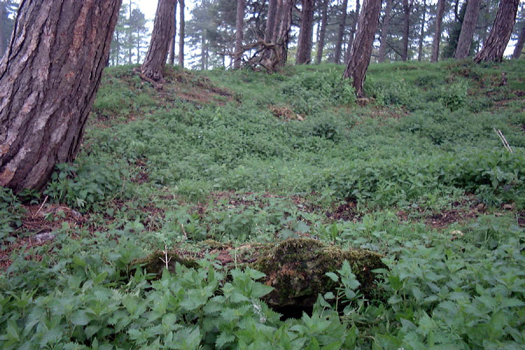 Crippet's Barrow