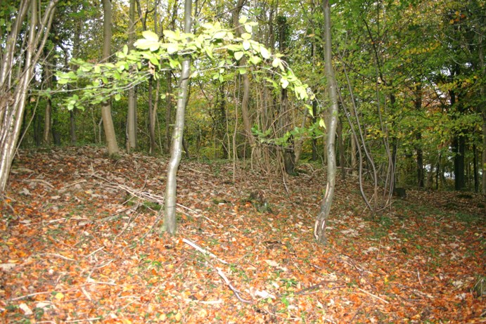 Folly Wood