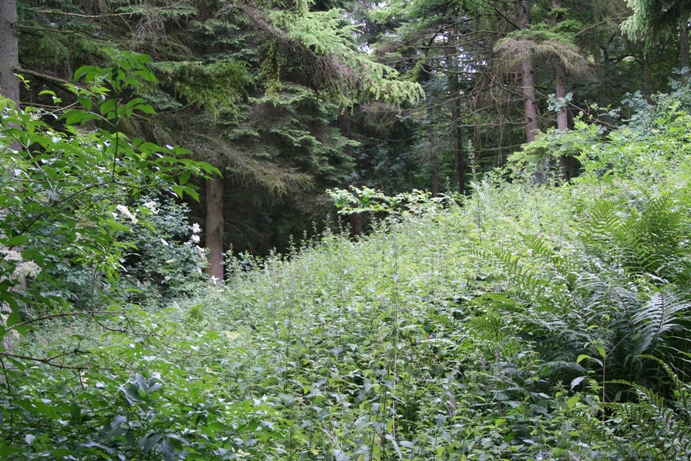 Juniper Hill