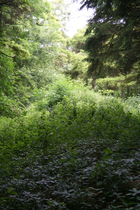 Juniper Hill